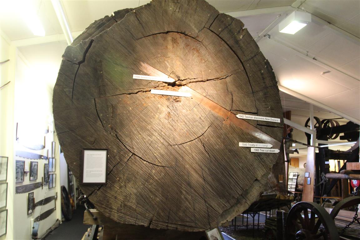 A slice of a Kauri tree