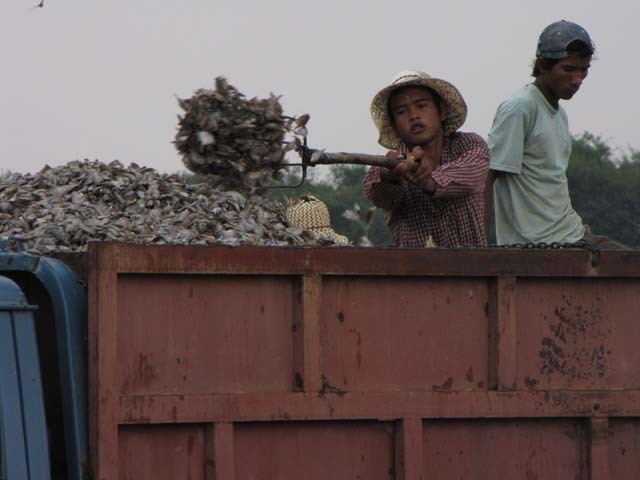 Loading fish into the truck