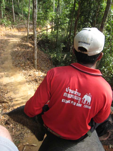 Elephant on trail...