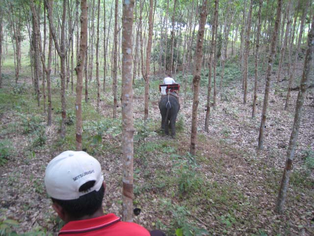 Elephants run amok in a rubber plantation...
