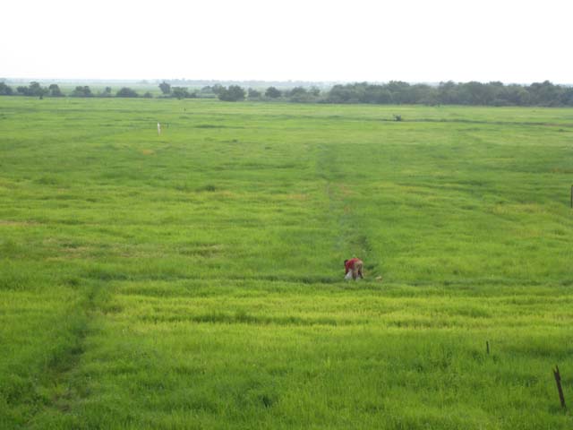 Rice fields where the Tonle Sap lake usually is...