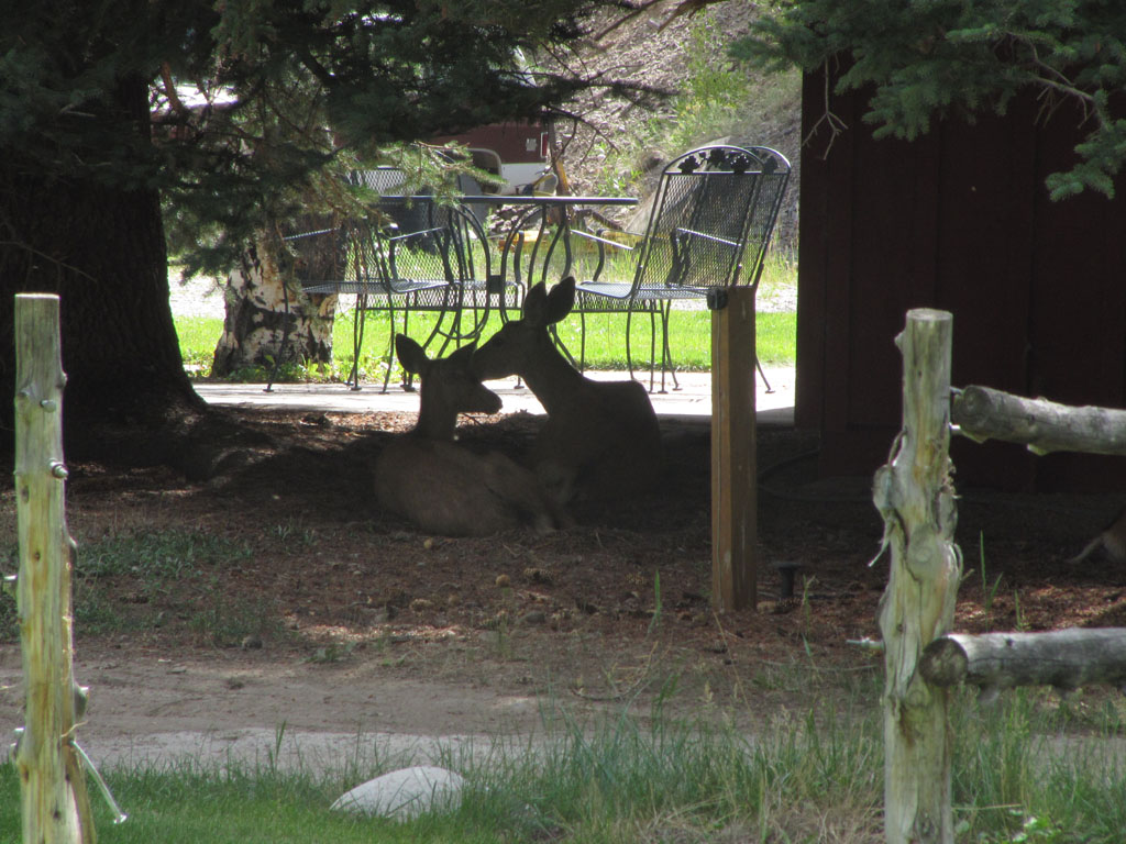 Deer outside the lodge in Lake City, Colorado