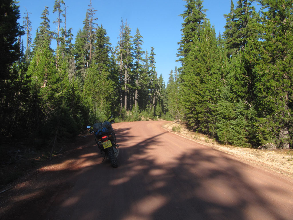 Highway through the forest