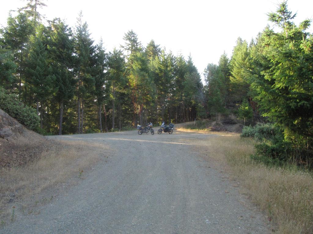 Early morning in the Oregon forest