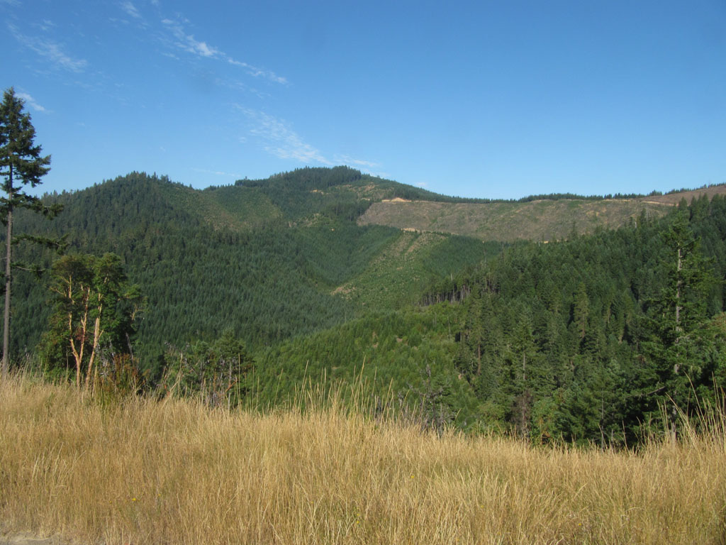 Oregon forest view