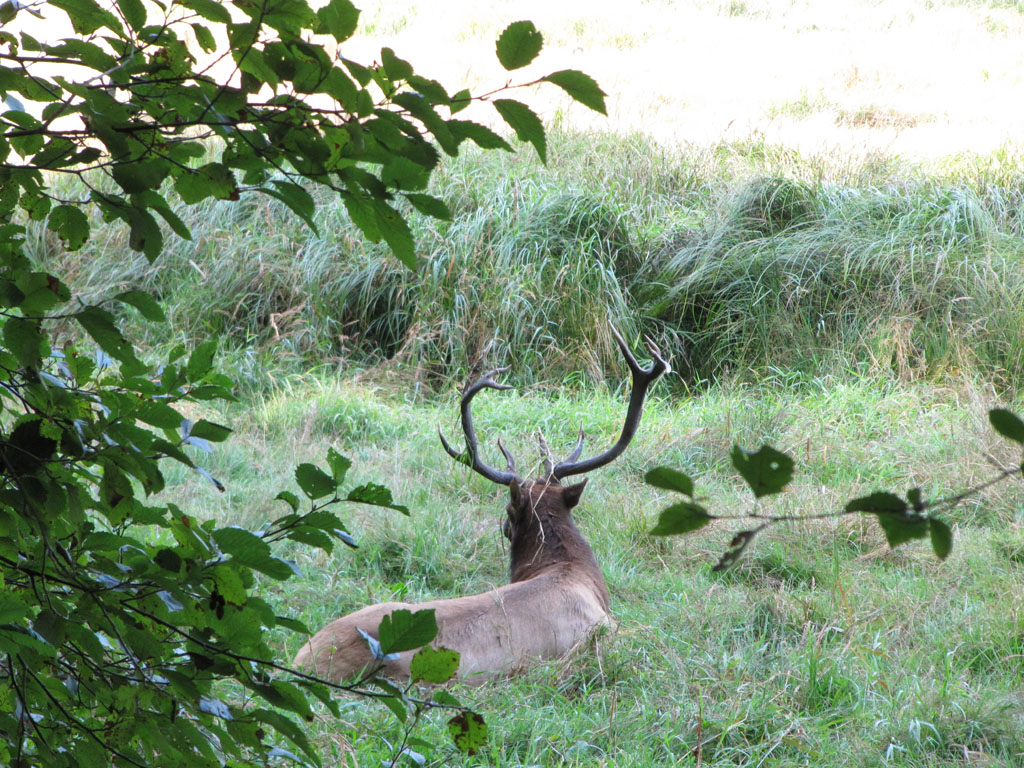 Mr Elk, hides from the cameras