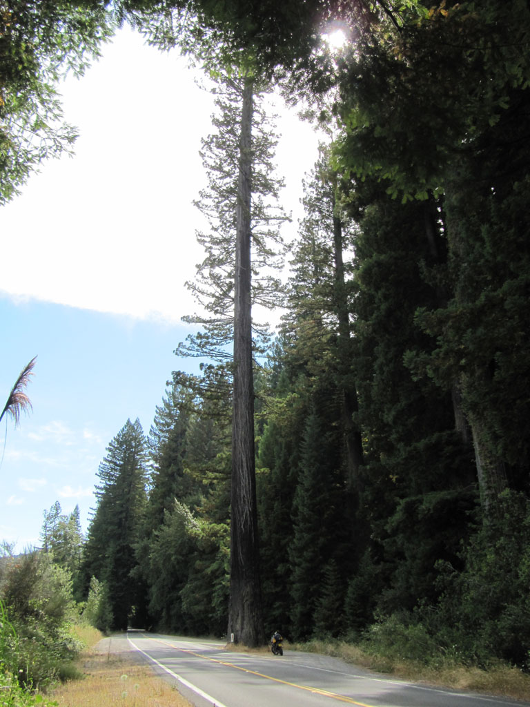 My bike, dwarfed by a Redwood Tree