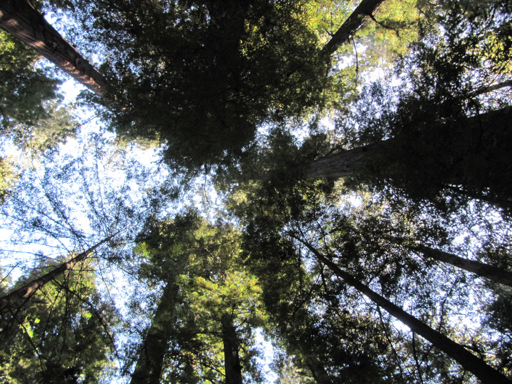 Redwoods reaching for the sky