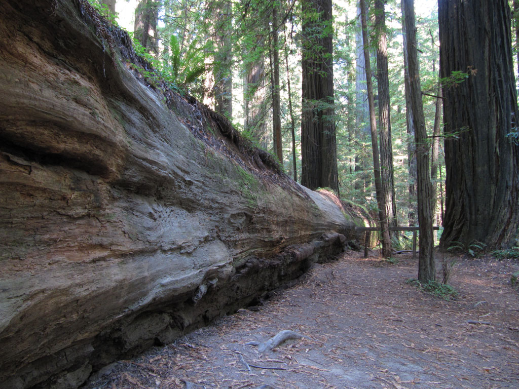 Fallen Redwood