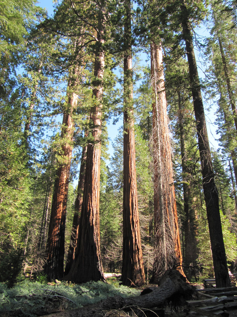 Giant Sequoia in Mariposa Grove