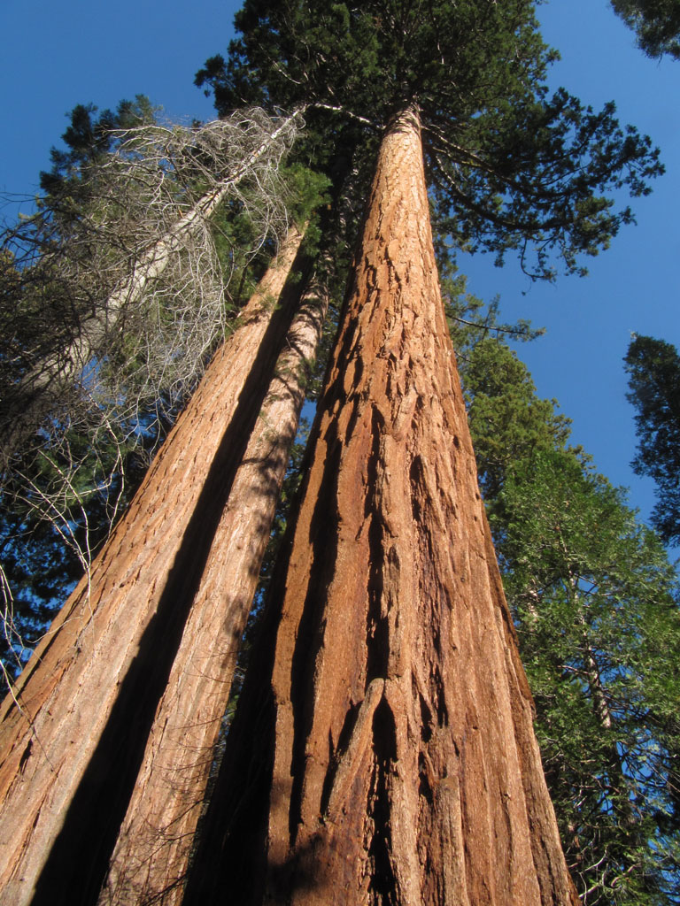 Giant Sequoia's deep red bark