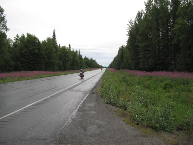 Alaskan fireweed lines the road as we ride to Fairbanks