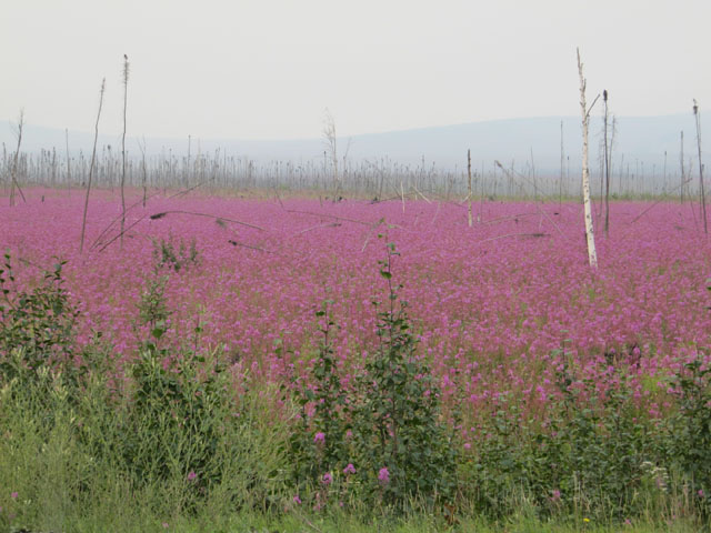 Fields of Alaskan Fireweed at the side of the Dalton Highway