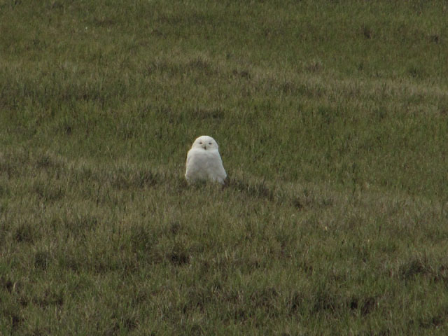 A snow owl watches the passing tour bus...