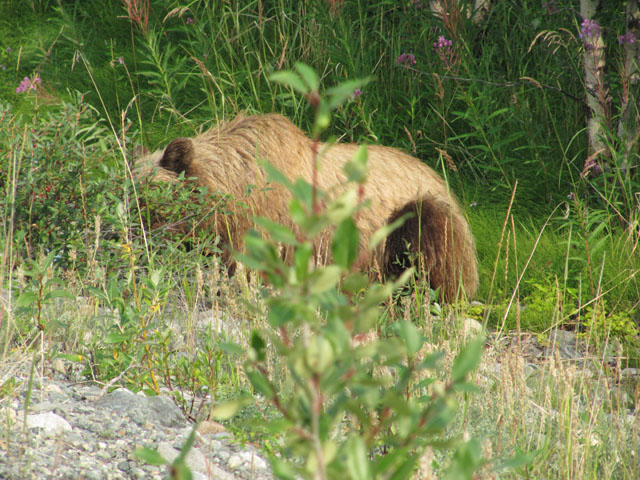 The camera-shy bear...