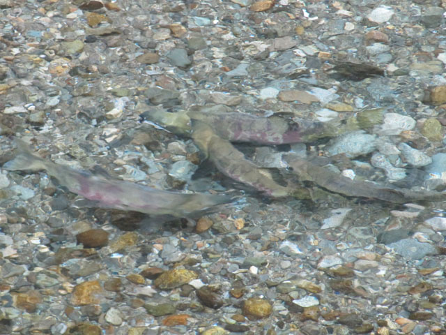 Salmon at Fish Creek