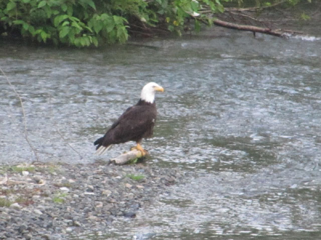 A bald eagle...