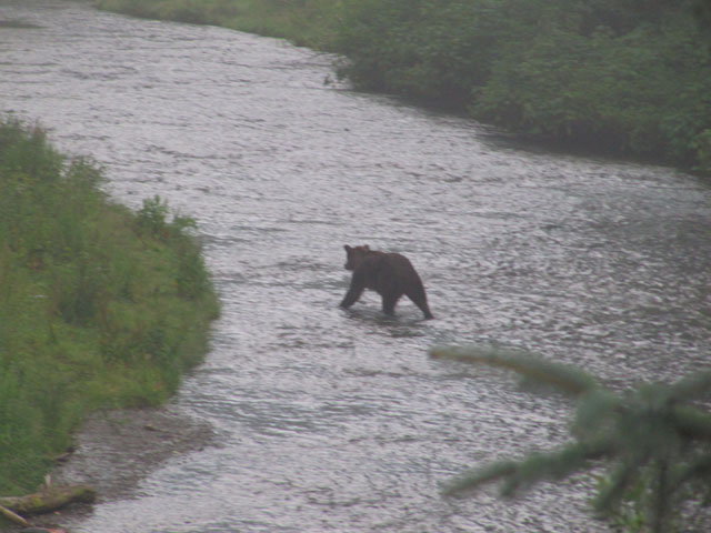 A bear, at last!