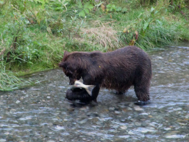 The bear gets his fish...