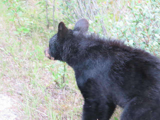 The bear cub, trying to find some peace and quiet...