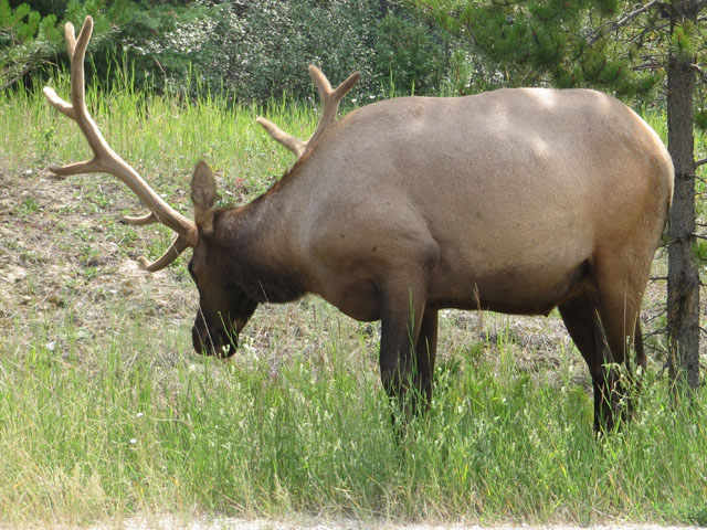 An Elk...