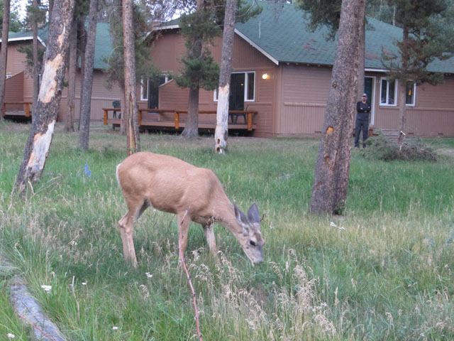The deer, outside our room...