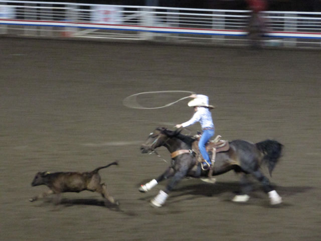 A cowgirl tries to rope her calf...