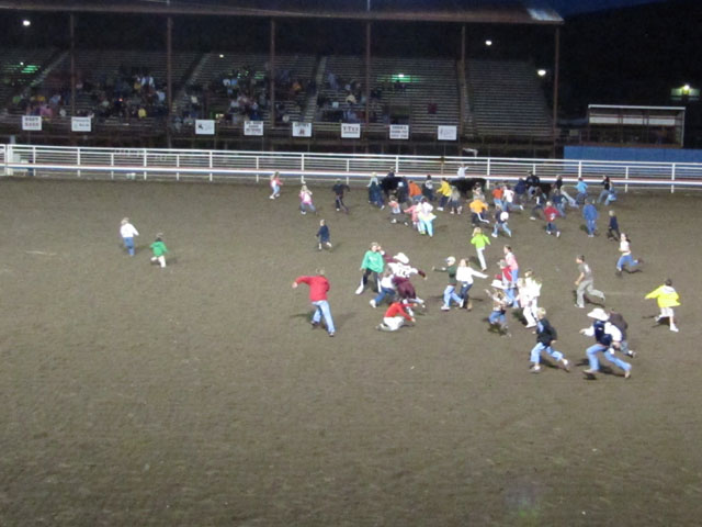 About 30 kids try to wrestle ribbons from stampeding calves' tails...