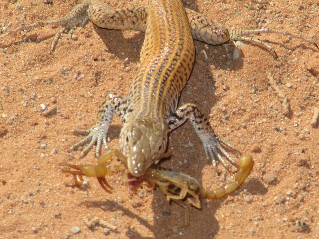 Lizard Lunch... Fresh Scorpion...