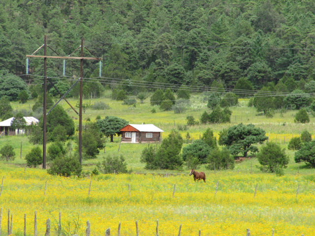 Fields of gold, Mexico...