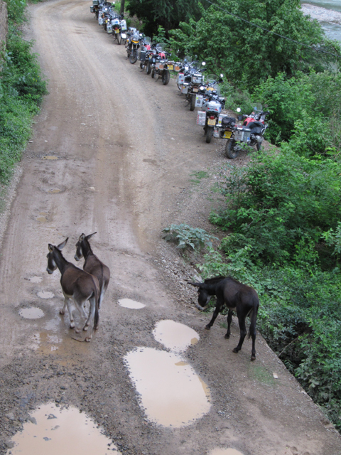 Some of the mobile hazards come to inspect the bikes parked outside the hotel...