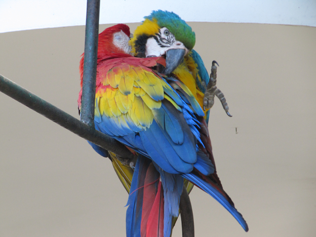 Colourful parrots at the hotel... Colourful parrots at the hotel...