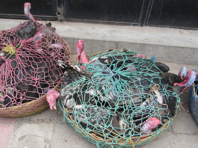 Who ordered the turkey in a basket?... Who ordered the turkey in a basket?...