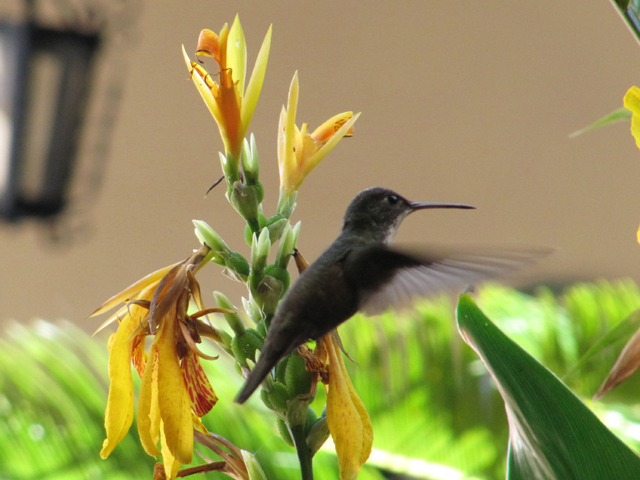 Hummingbird...