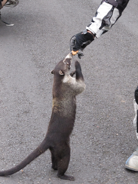 Al feeds the coatis...