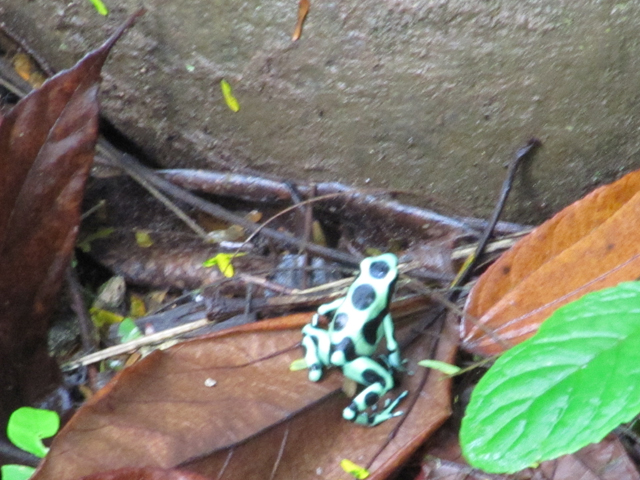 One of a few species of poisonous frogs in the rainforest...