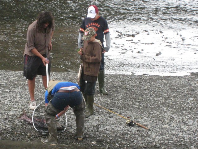 Local fisherman haul a huge salmon from the river