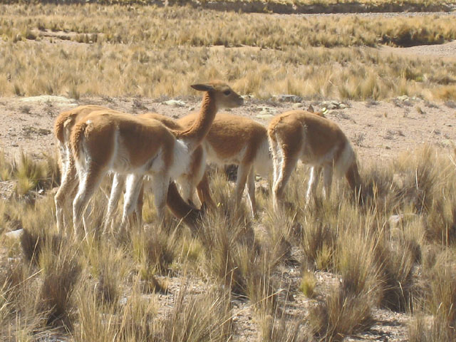 A small group of vicuna...