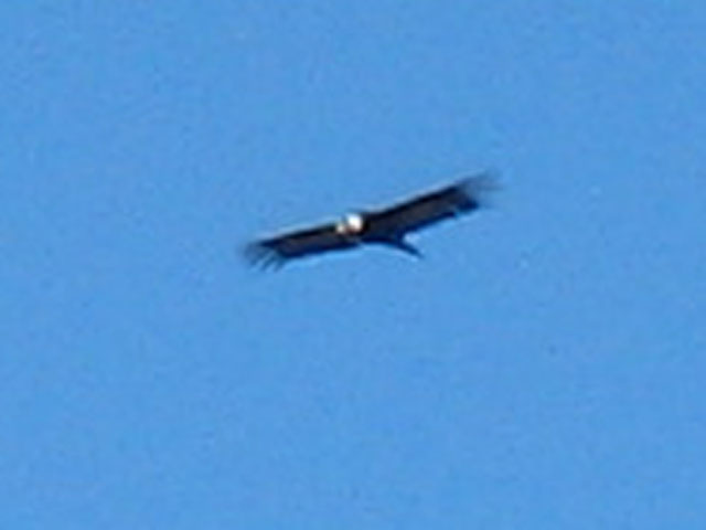 Blurry image of a Condor...