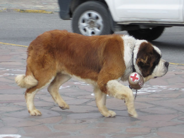 St. Bernard dog, Bariloche, Argentina...