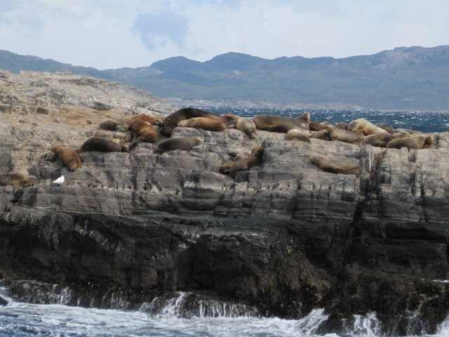 Sea lions...