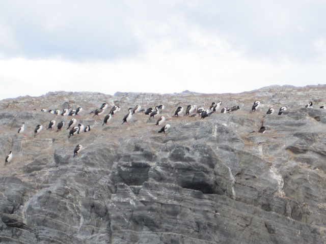 Cormorants...