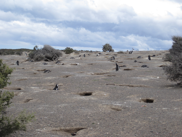 Penguins in their holes...