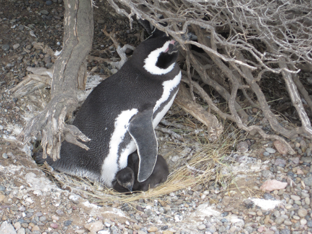 Mummy penguin and chick...