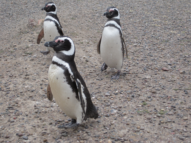 Penguin army...