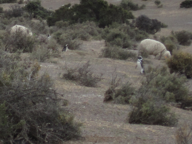 Something you don't see every day... Penguins and Sheep together...