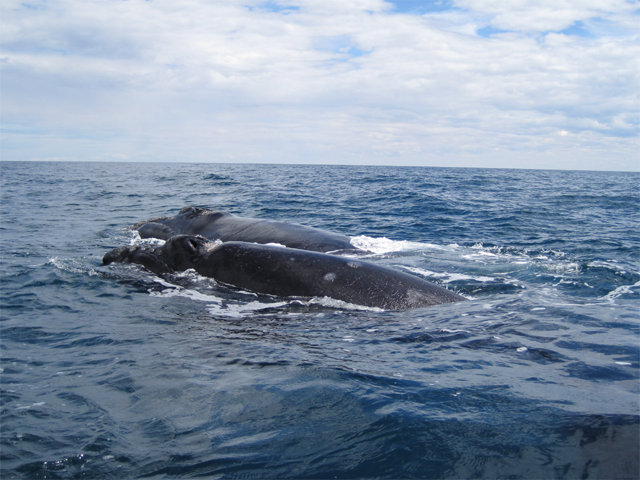 Whales ahoy...