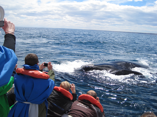 How close would you like? Mother encourages her calf to the surface...