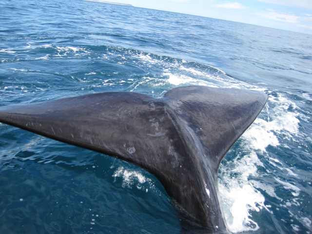 The calf's whale-tail...