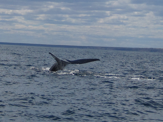 Whale tail...